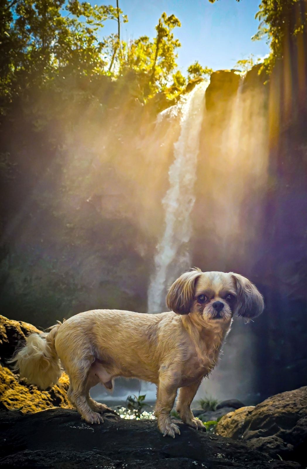 Cookie standing outdoors in front of a waterfall